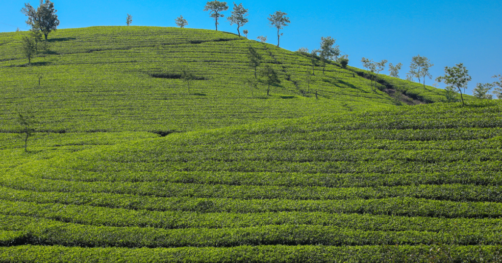kerala tour munnar