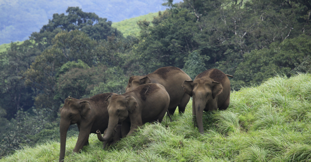 thekkady periyar wildlife tour